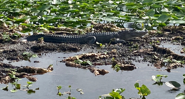 See Florida Gators Up Close on a Swamp Donkey Airboat Ride