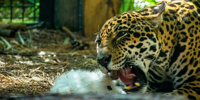 See Why North America's #5 Zoo is Admired, Pioneering Brevard Zoo