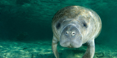 7 Places to Observe Beloved, Threatened Florida Manatee in the Wild
