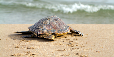 Why is the sea turtle so beloved by Floridians and its visitors?