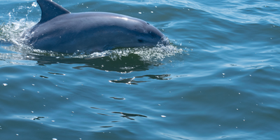 Florida Dolphin Tours Abundant on the Space Coast