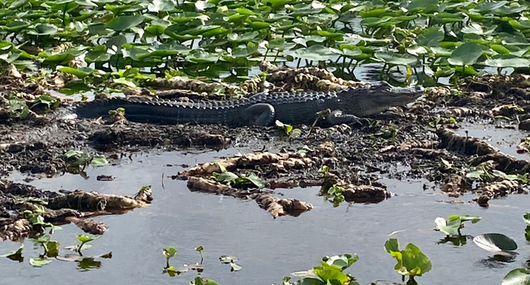 See Florida Gators Up Close on a Swamp Donkey Airboat Ride