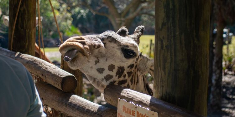 Photo gallery of Brevard Zoo; #1 ranked zoo in Southeast US.