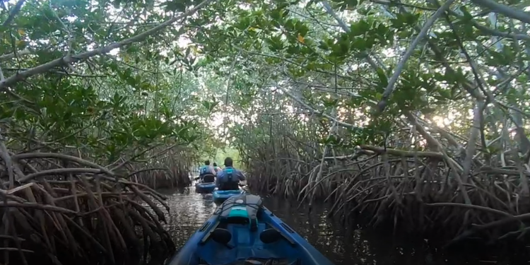 Kayaking Cocoa Beach Thousand Islands is a fun and affordable bucket-list must